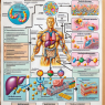 Mechanism of action of nandrolone decanoate in the body