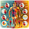 How cholesterol levels affect adaptation to sports training