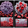 Hematocrit and red blood cell changes from methandienone injection